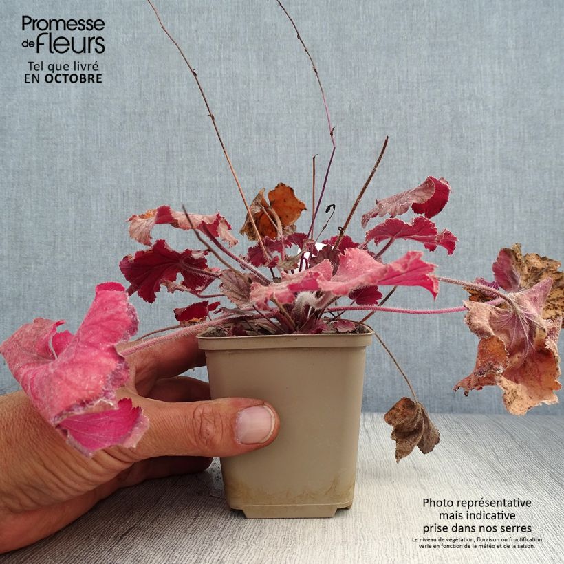 Amostra de Heuchera Pinot Noir Vaso de 8/9 cm tal como entregue no outono