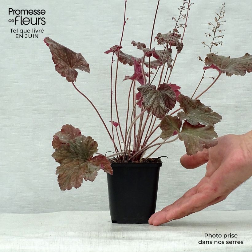 Amostra de Heuchera Pinot Noir Vaso de 8/9 cm tal como entregue no verão