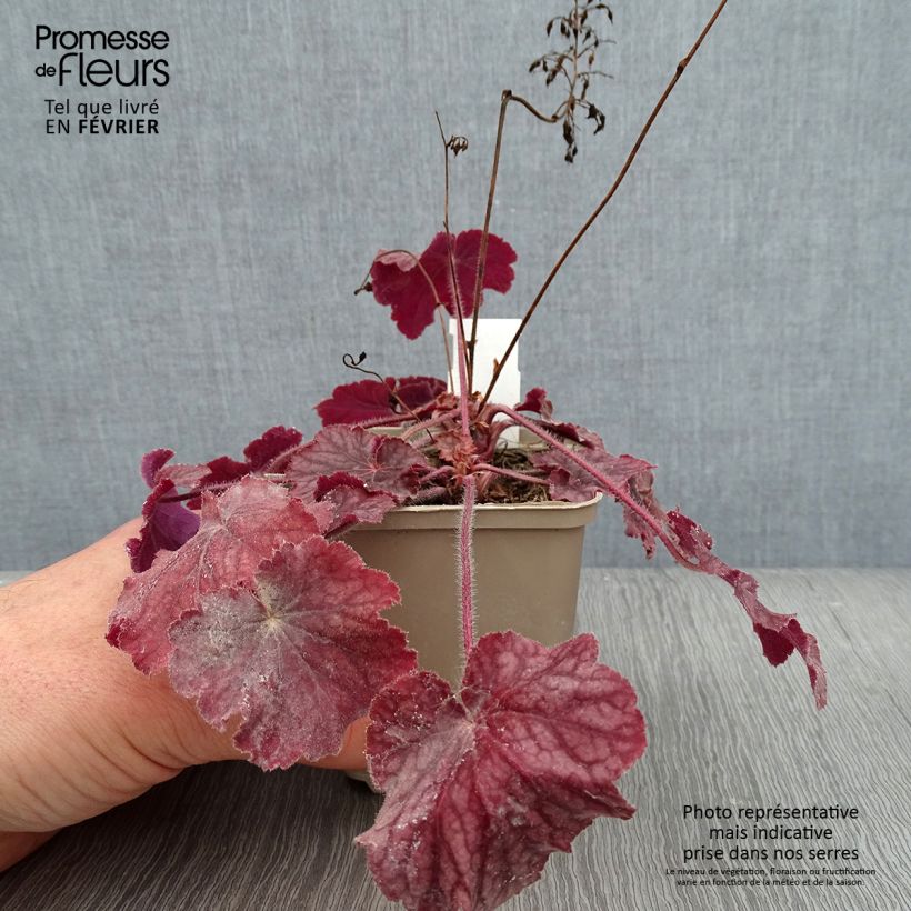 Amostra de Heuchera Pinot Noir Vaso de 8/9 cm tal como entregue no inverno