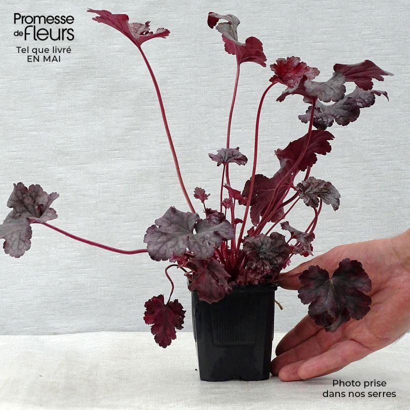 Amostra de Heuchera Plum Pudding Vaso de 8/9 cm tal como entregue na primavera