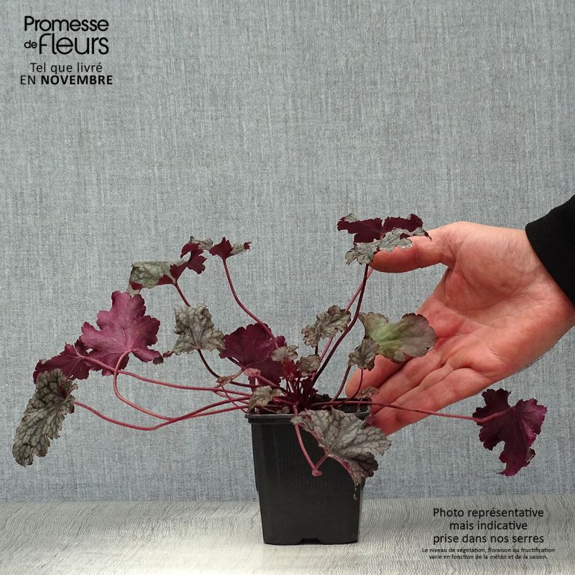 Amostra de Heuchera Plum Pudding Vaso de 8/9 cm tal como entregue no outono