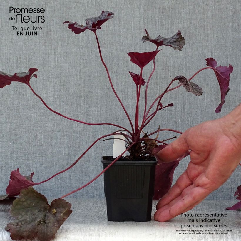 Amostra de Heuchera Plum Pudding Vaso de 8/9 cm tal como entregue no verão