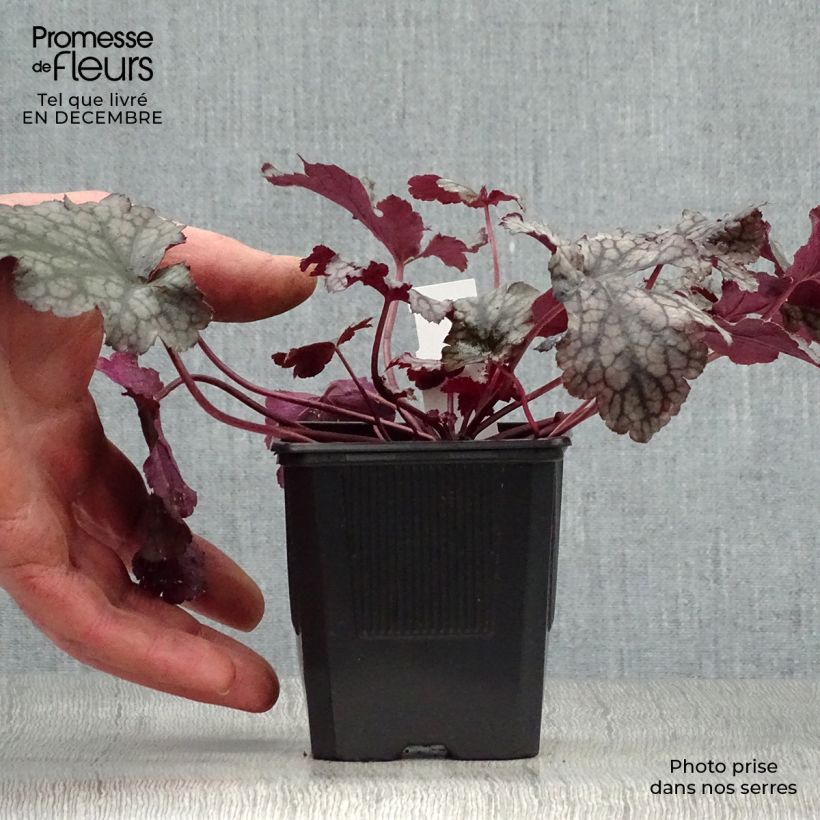 Amostra de Heuchera Plum Pudding Vaso de 8/9 cm tal como entregue no inverno