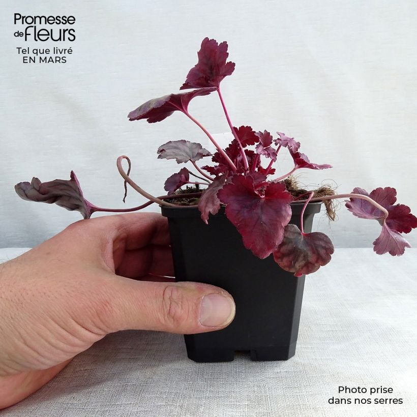 Amostra de Heuchera Plum Royale Vaso de 8/9 cm tal como entregue na primavera