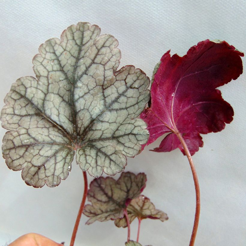 Heuchera Prince of Silver (Folhagem)
