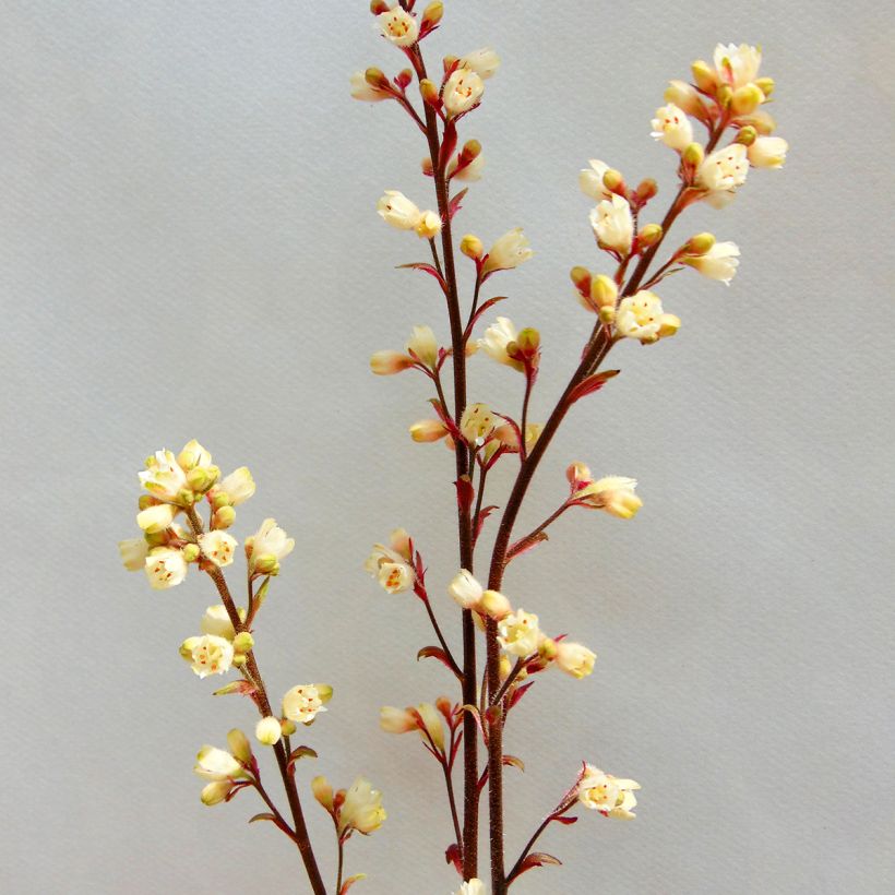 Heuchera Prince of Silver (Floração)