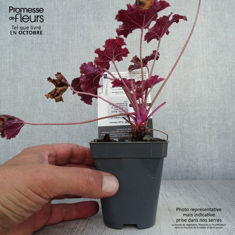 Amostra de Heuchera Purple Petticoats Vaso de 8/9 cm tal como entregue no outono