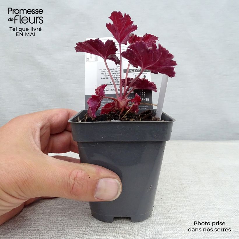 Amostra de Heuchera Purple Petticoats Vaso de 8/9 cm tal como entregue na primavera