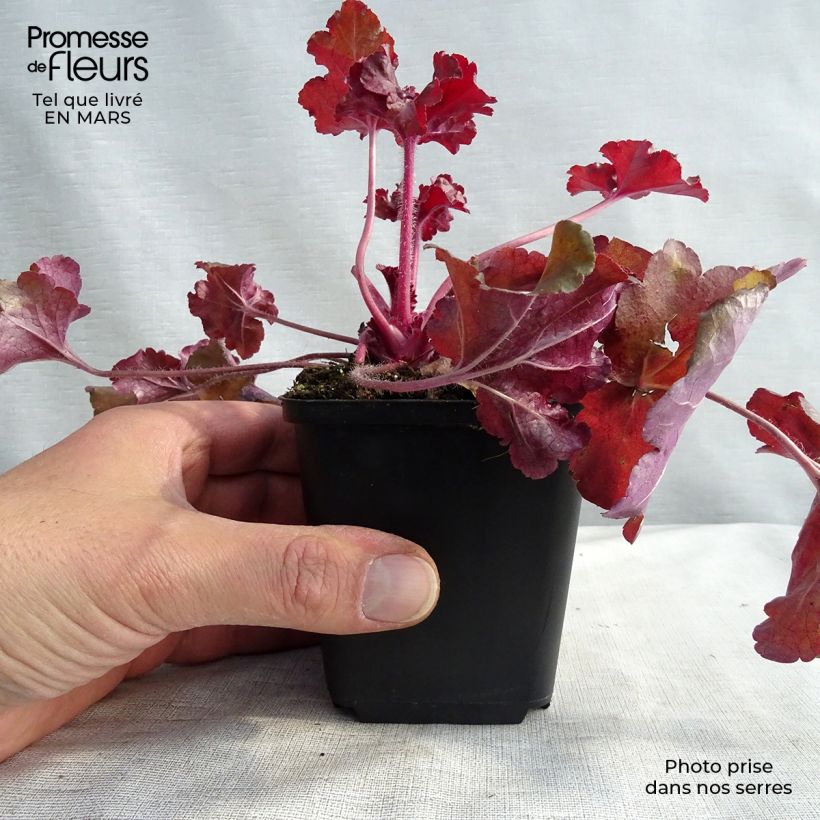 Amostra de Heuchera Red Sea® Vaso de 8/9 cm tal como entregue no inverno