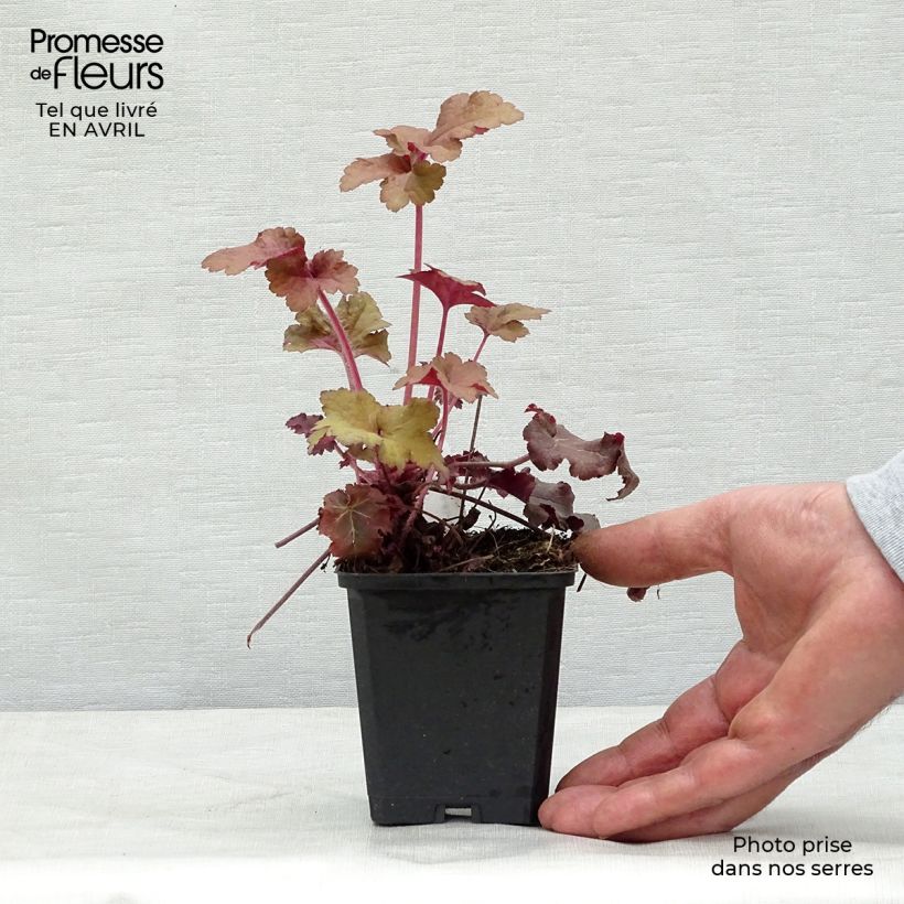 Amostra de Heuchera Red Sea® Vaso de 8/9 cm tal como entregue na primavera