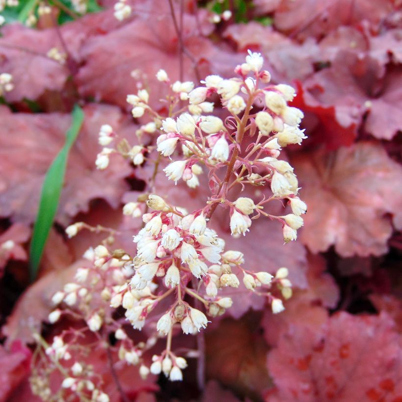 Heuchera Rio® (Floração)