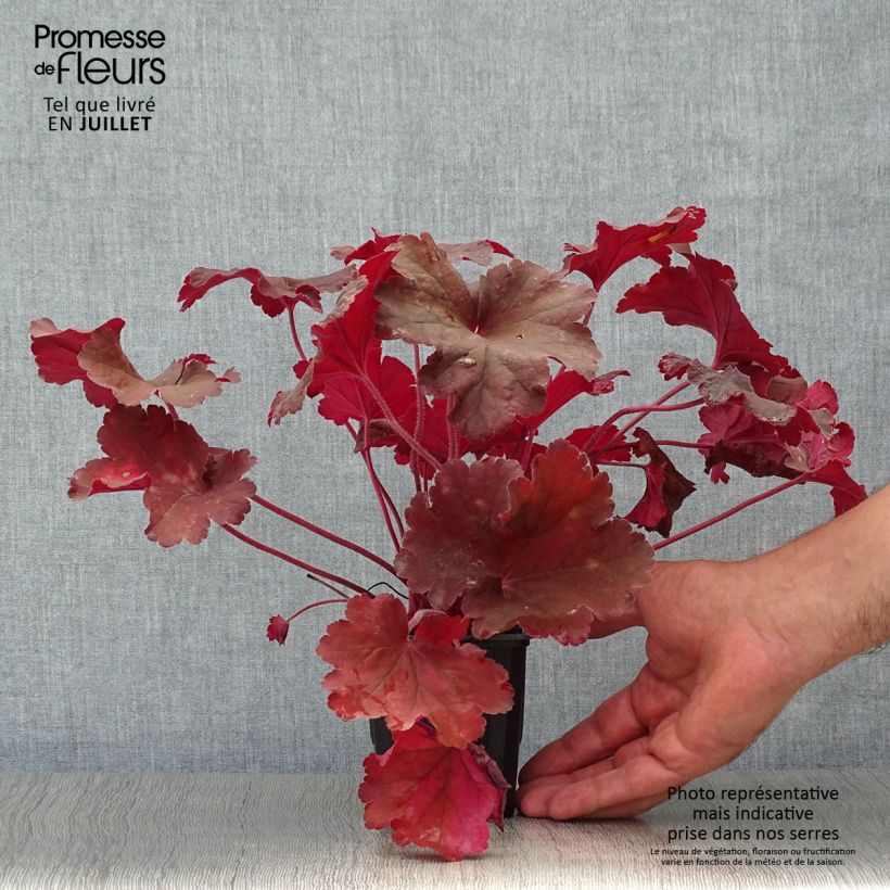 Amostra de Heuchera Rio® Vaso de 7/8 cm tal como entregue no verão