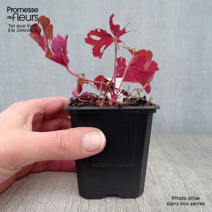 Amostra de Heuchère - Heuchera Rio® Vaso de 7/8 cm tal como entregue no inverno