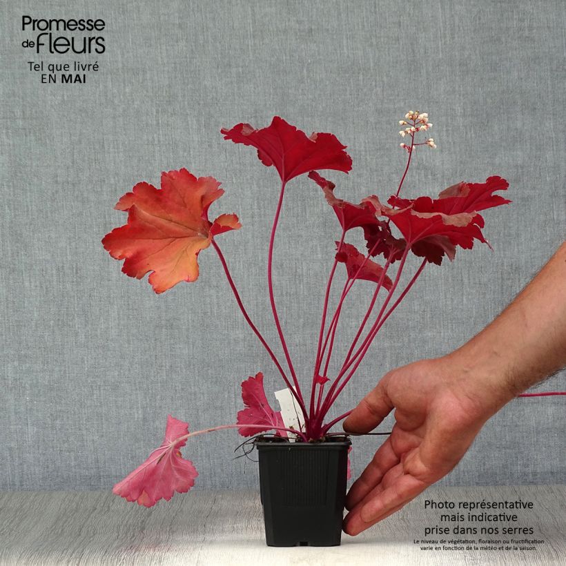 Amostra de Heuchera Rio® Vaso de 7/8 cm tal como entregue na primavera