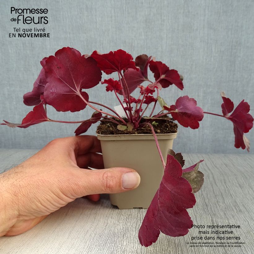 Amostra de Heuchera Root Beer Vaso de 8/9 cm tal como entregue no outono