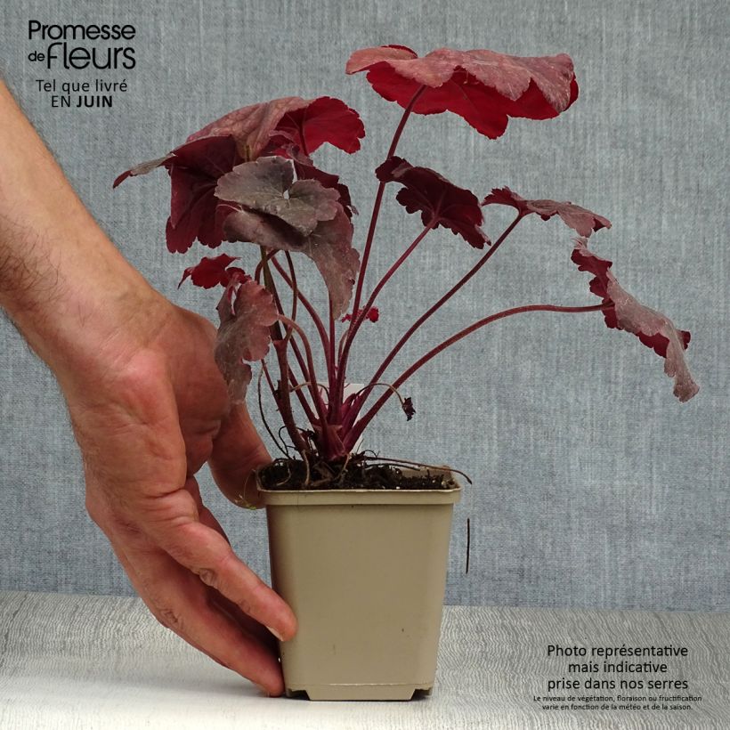 Amostra de Heuchera Root Beer Vaso de 8/9 cm tal como entregue no verão