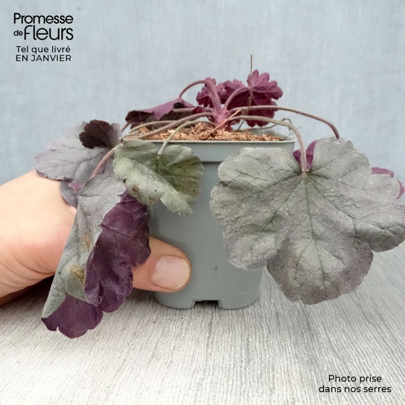 Amostra de Heuchère - Heuchera Silver Gumdrop Vaso de 8/9 cm tal como entregue no inverno