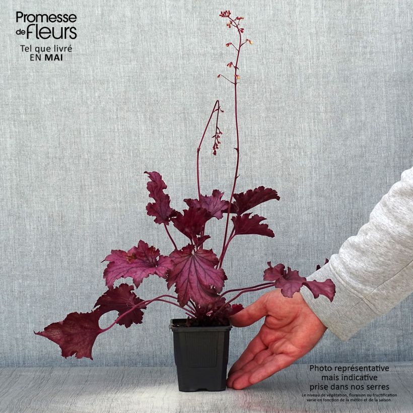 Amostra de Heuchera Spellbound Vaso de 8/9 cm tal como entregue na primavera