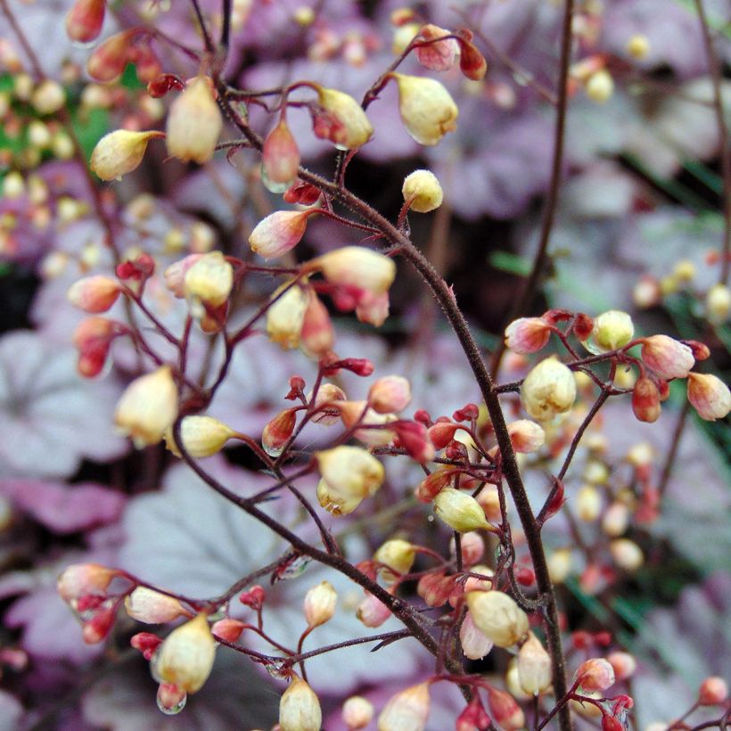 Heuchera Sugar Plum (Floração)