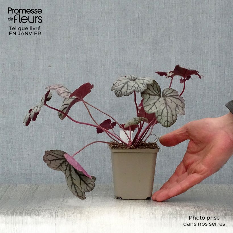 Amostra de Heuchère - Heuchera Sugar Plum Vaso de 8/9 cm tal como entregue no inverno