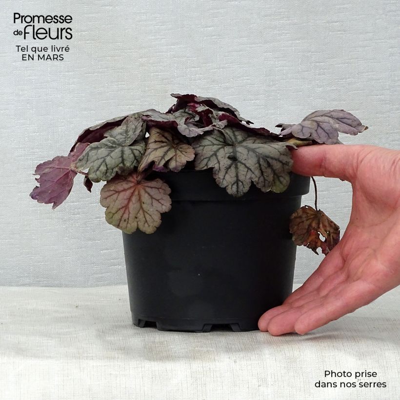 Amostra de Heuchera Sugar Plum Vaso de 2 L/3 L tal como entregue na primavera