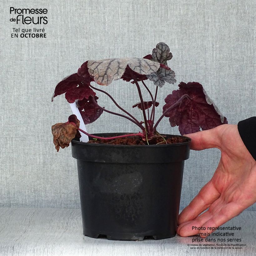 Amostra de Heuchera Sugar Plum Vaso de 2 L/3 L tal como entregue no outono