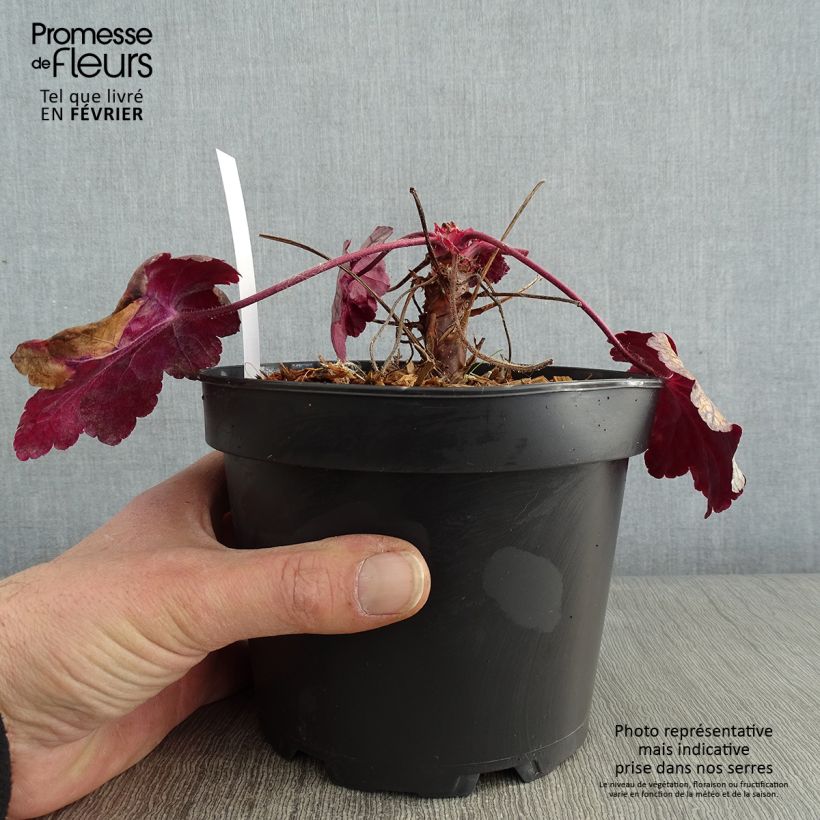 Amostra de Heuchère - Heuchera Sugar Plum Vaso de 2 L/3 L tal como entregue no inverno