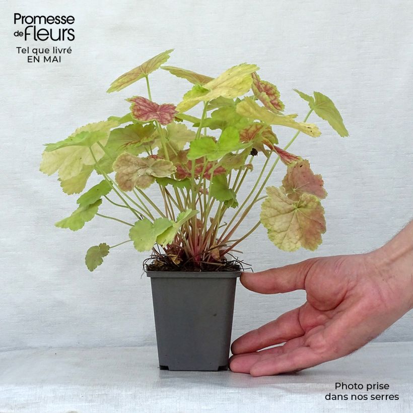 Amostra de Heuchera Tiramisu Vaso de 8/9 cm tal como entregue na primavera