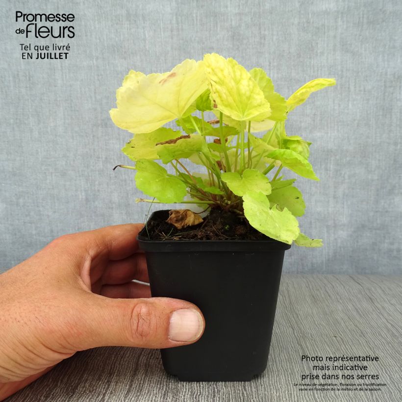 Amostra de Heuchera Tiramisu Vaso de 8/9 cm tal como entregue no verão