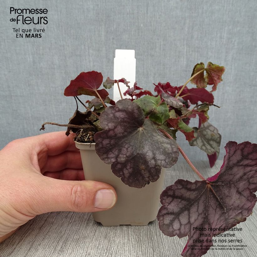 Amostra de Heuchère - Heuchera Velvet Night Vaso de 8/9 cm tal como entregue no inverno