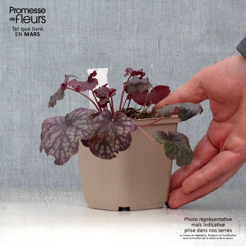 Amostra de Heuchera Velvet Night Vaso de 8/9 cm tal como entregue na primavera