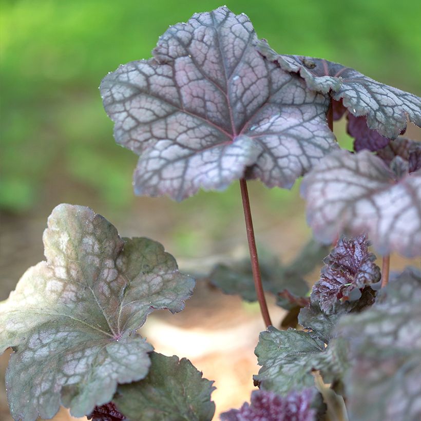 Heuchera Velvet Night (Folhagem)
