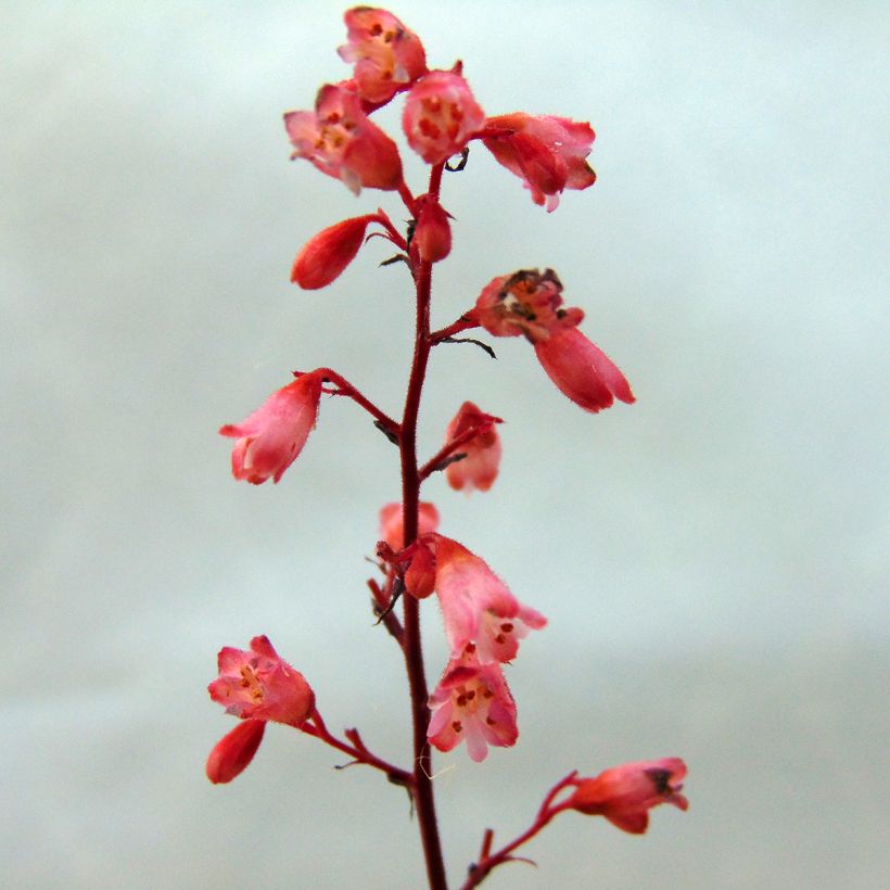 Heuchera Vienna (Floração)