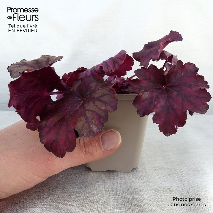 Amostra de Heuchera Wild Rose Vaso de 8/9 cm tal como entregue no inverno