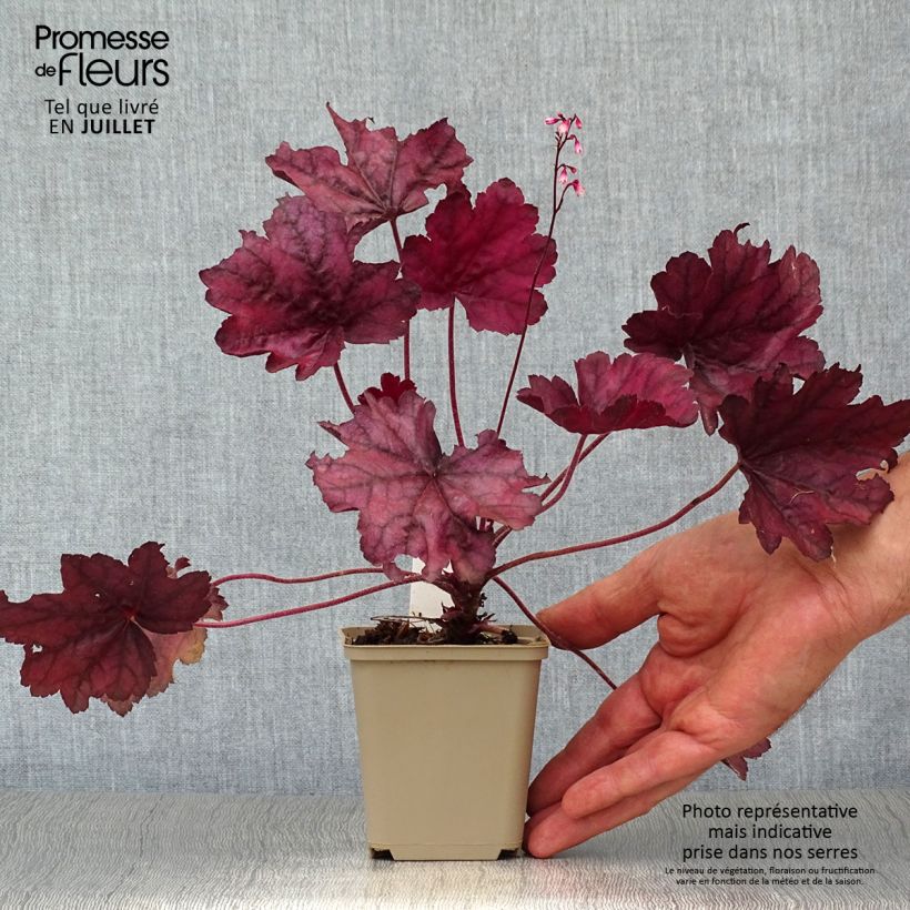 Amostra de Heuchera Wild Rose Vaso de 8/9 cm tal como entregue no verão
