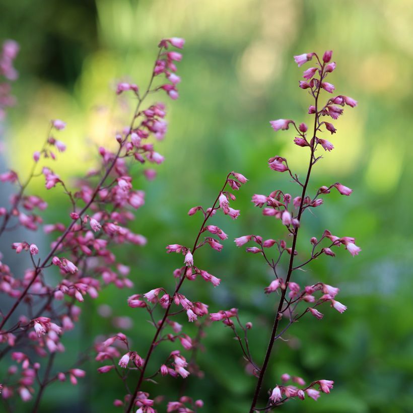 Heuchera Wild Rose (Floração)