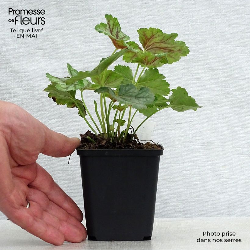 Amostra de Heuchera americana Birkin Vaso de 8/9 cm tal como entregue na primavera