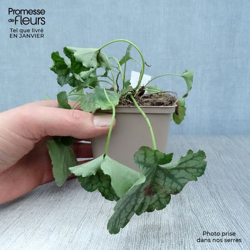 Amostra de Heuchère - Heuchera americana Birkin Vaso de 8/9 cm tal como entregue no inverno