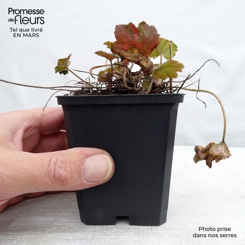 Amostra de Heuchera americana Dales Strain Vaso de 8/9 cm tal como entregue na primavera