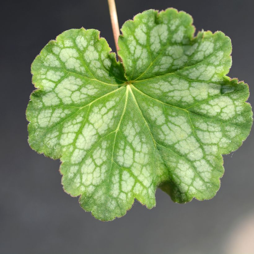 Heuchera americana Dales Strain (Folhagem)