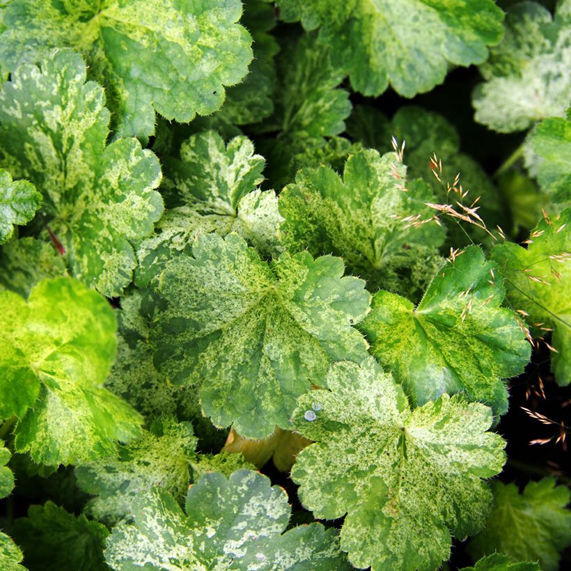 Heuchera sanguinea Snow Storm (Folhagem)
