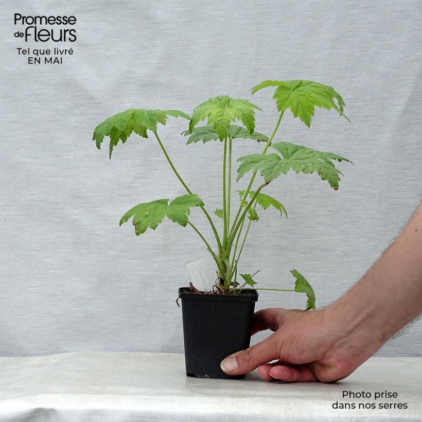 Amostra de Heuchera villosa Chantilly Vaso de 8/9 cm tal como entregue na primavera