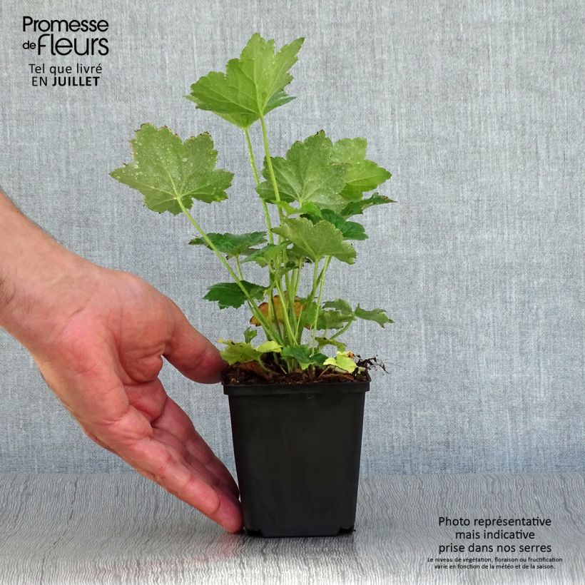 Amostra de Heuchera villosa Chantilly Vaso de 8/9 cm tal como entregue no verão