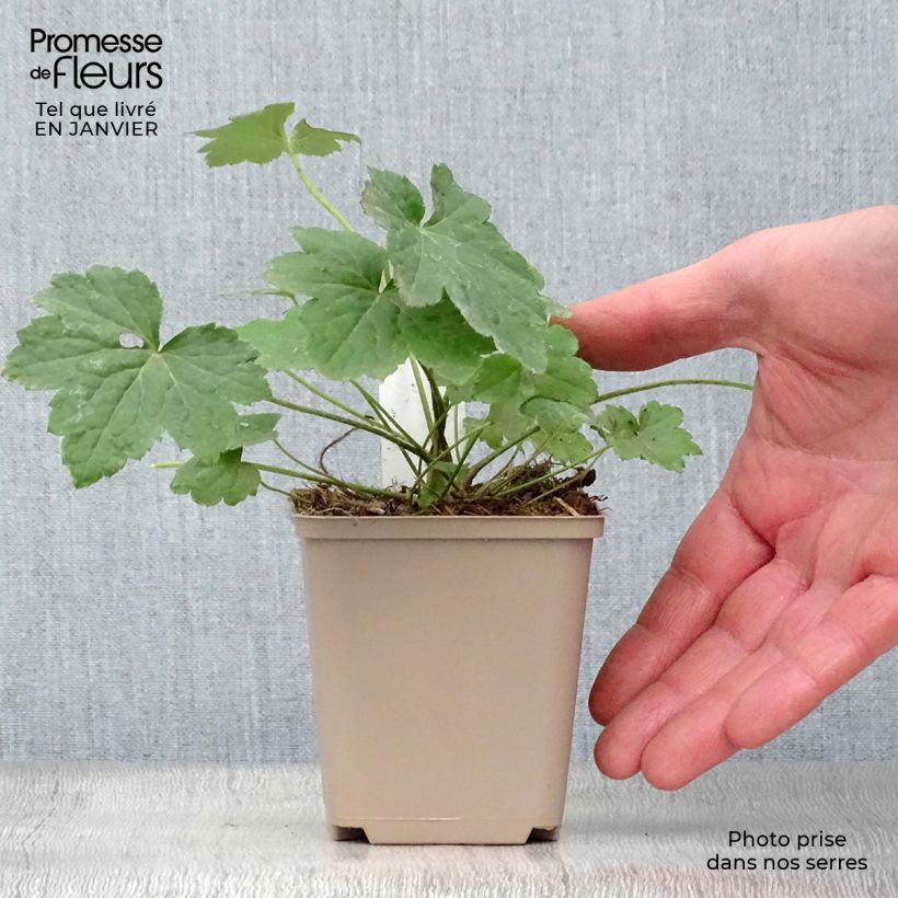 Amostra de Heuchère - Heuchera villosa Chantilly Vaso de 8/9 cm tal como entregue no inverno