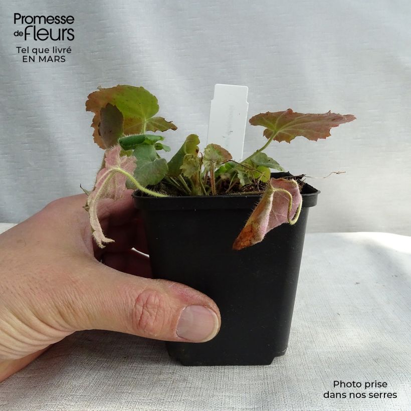Amostra de Heuchère - Heuchera villosa var macrorrhiza Vaso de 8/9 cm tal como entregue no inverno