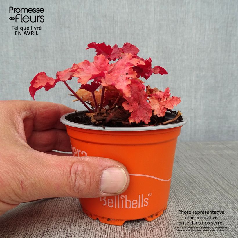 Amostra de Heuchera Indian Summer Cranberry Vaso de 8/9 cm tal como entregue na primavera