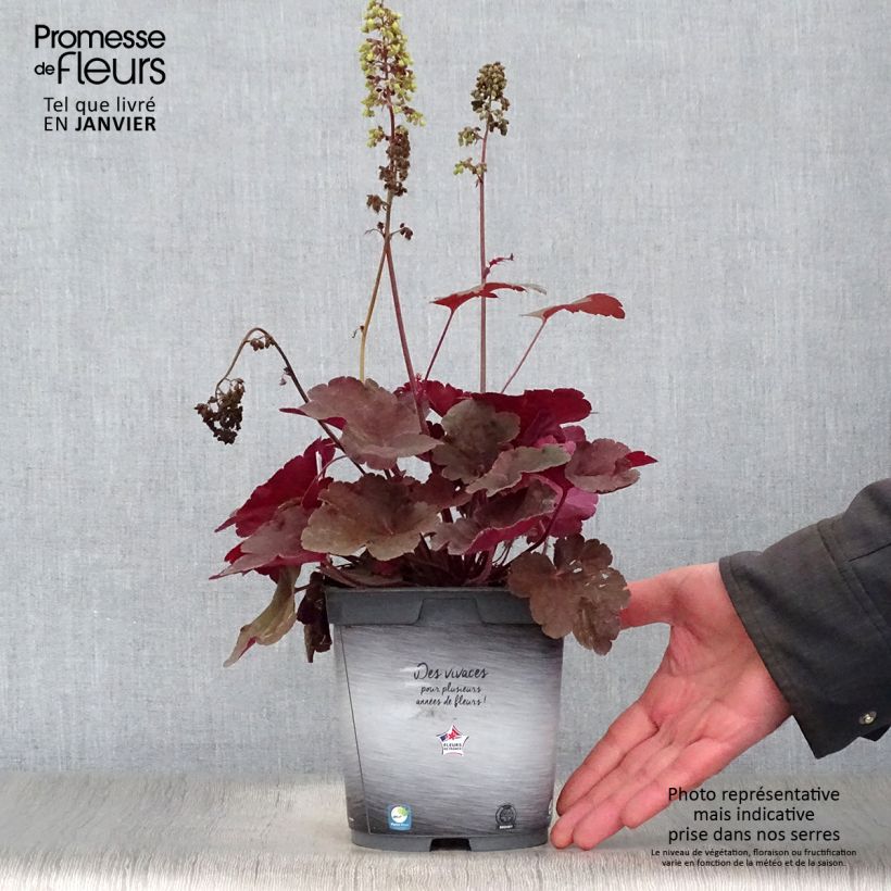 Amostra de Heuchère Little Cutie Blondie Vaso de 2 L/3 L tal como entregue no inverno