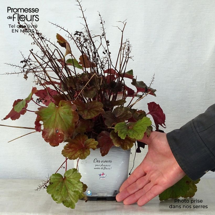 Amostra de Heuchera Little Cutie Blondie Vaso de 2 L/3 L tal como entregue na primavera