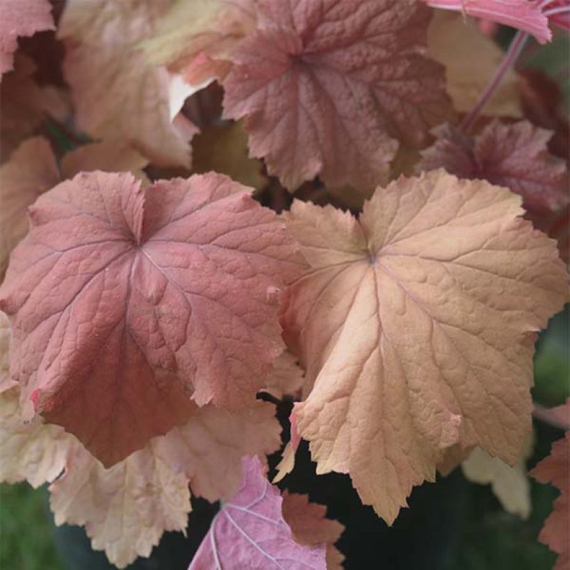 Heuchera Mega Caramel (Folhagem)