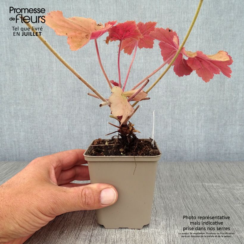 Amostra de Heuchera Mega Caramel Vaso de 8/9 cm tal como entregue no verão